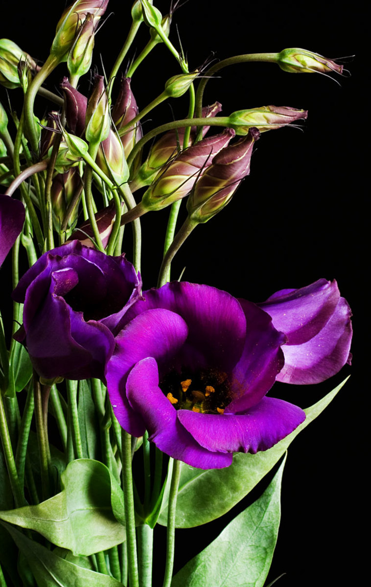 Some bluebell flowers can be white or pink. How to Grow Lisianthus from Seed | HubPages
