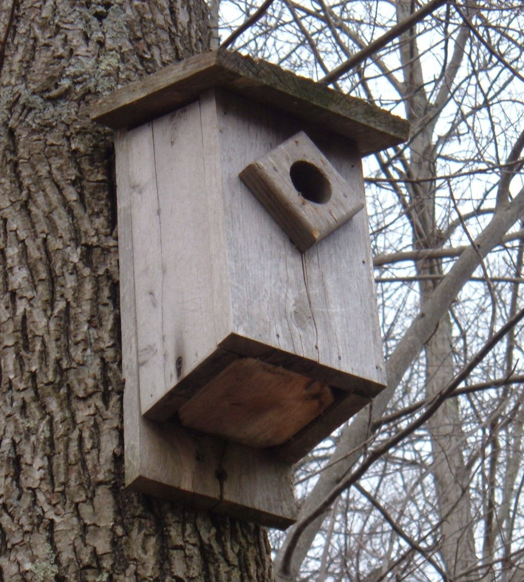 Place nesting blocks into the nest box on top of whatever nesting material you are using, or in larger quantities may be used alone. How to Build a Bluebird House: Nest Box Plans | FeltMagnet