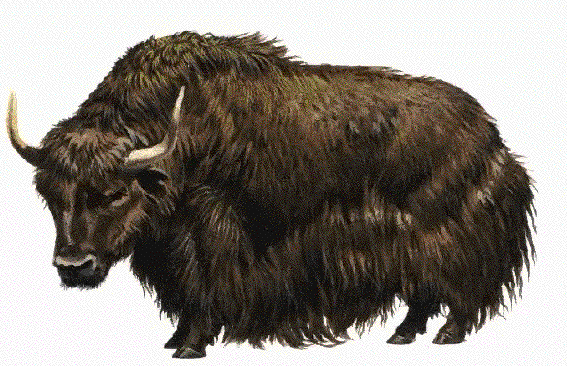 Yak vs Cow  Ilya's Life Weblog