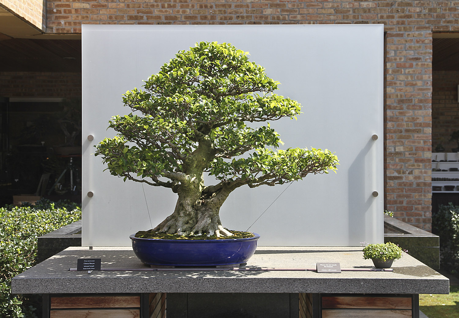 Chicago Botanic Garden Bonsai Collection Valavanis Bonsai Blog
