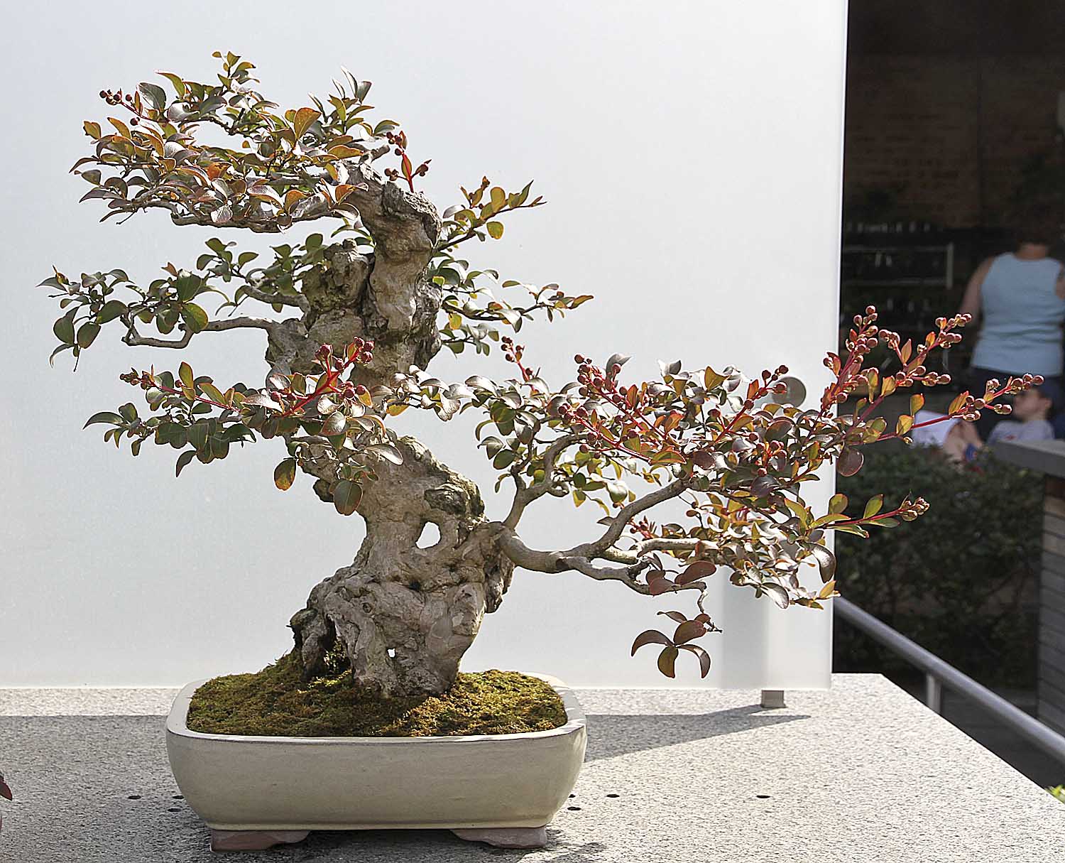 Chicago Botanic Garden Bonsai Collection Valavanis Bonsai Blog