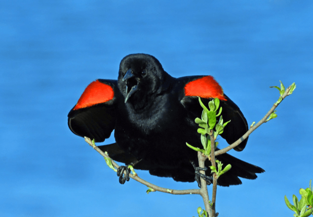 Female shaped the same with grey head and light grey beak; Why Are Red Winged Blackbirds So Aggressive Varment Guard Wildlife Services