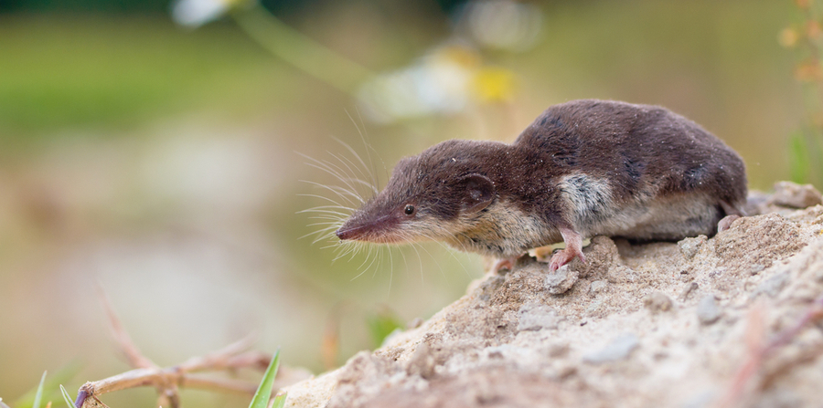 Certain other small mammals that resemble true shrews . What Is A Shrew Varment Guard Wildlife Services