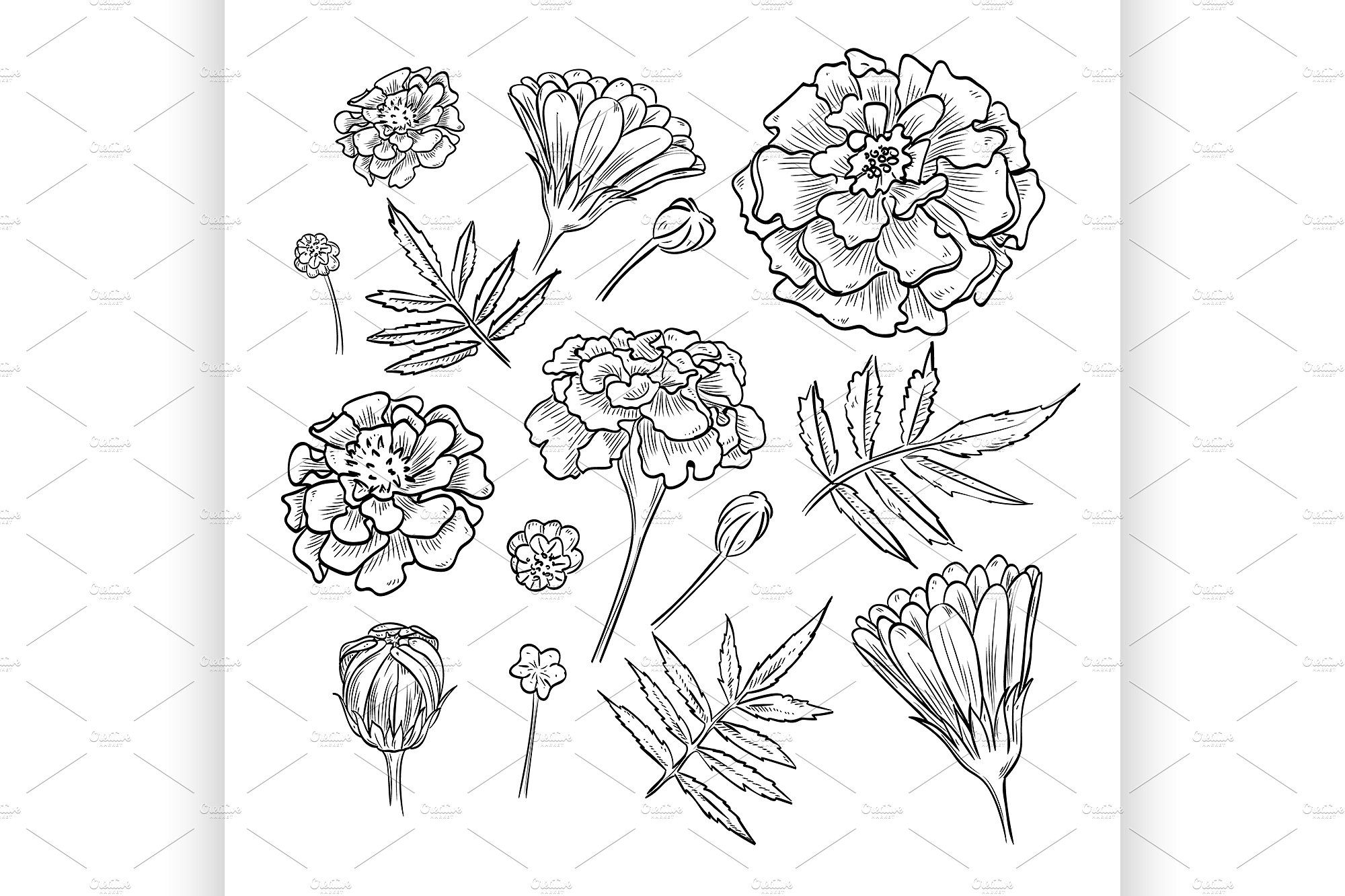 Drawing Tattoo Drawing Marigold Flower Novocom Top