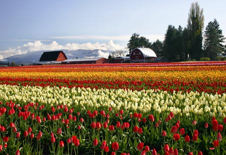 Taman bunga terindah dunia, tanaman bunga yang selalu tampil cantik,. 8 Taman Bunga Terindah Di Dunia Venatiya
