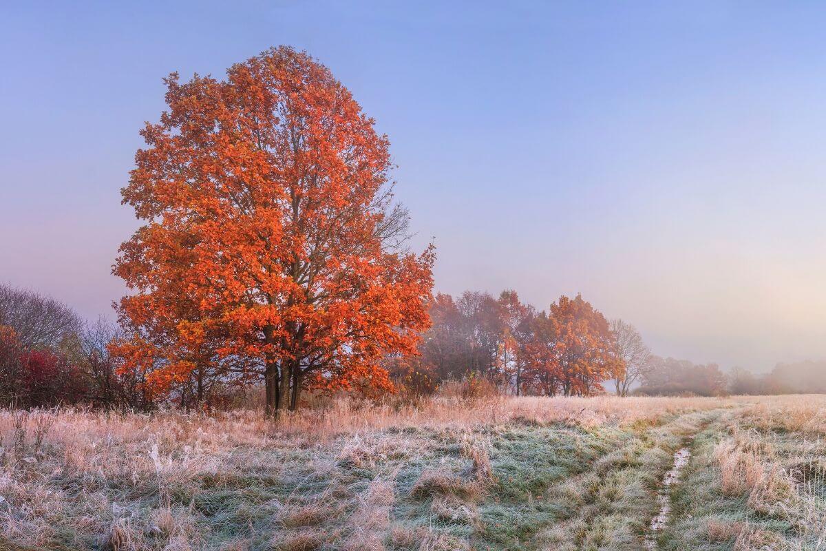 You'll help passengers board the plane and give a demonstration of safety procedures and equipment. 5 Unique Places To Travel in November in the USA