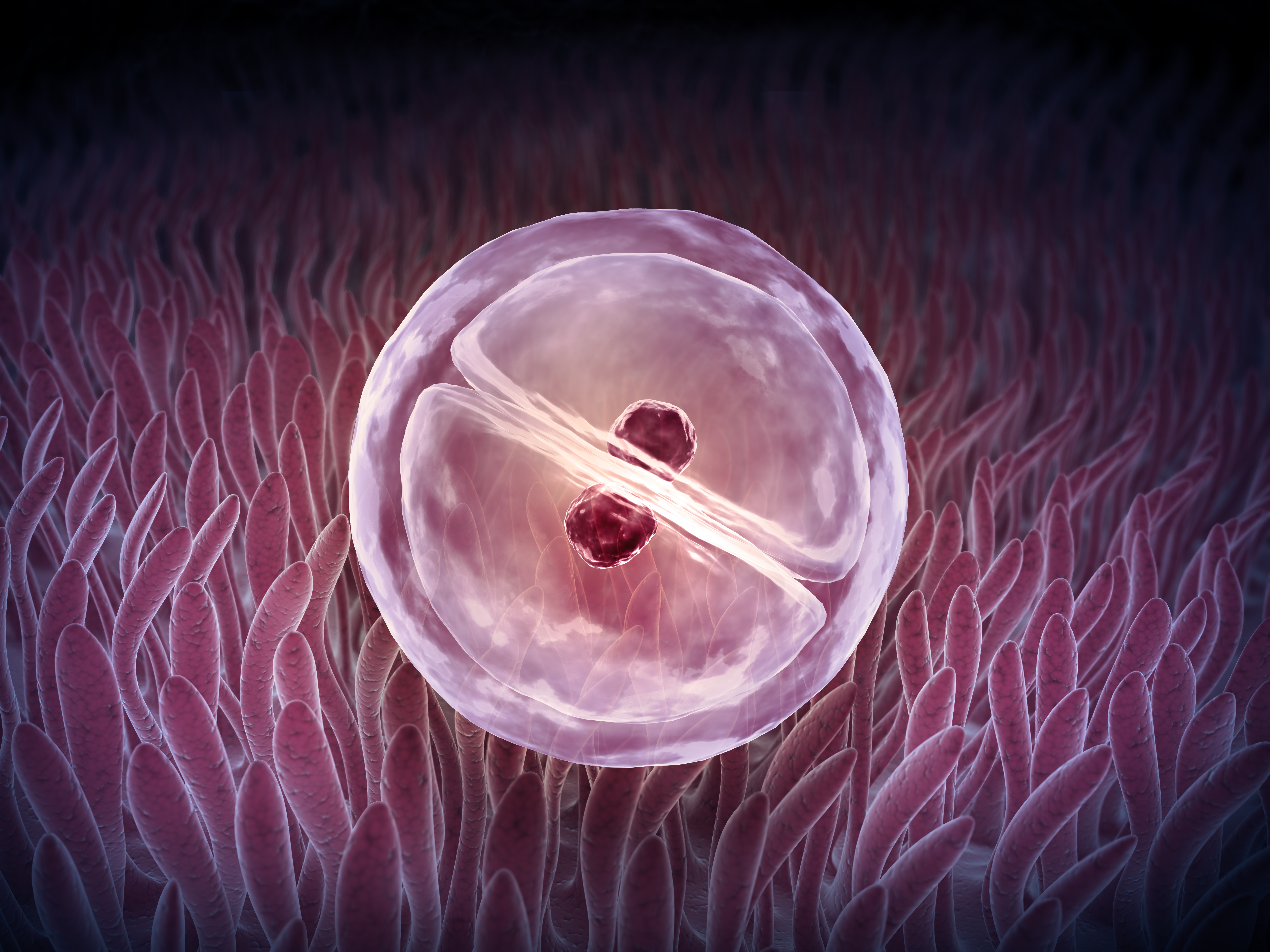 The Pro-Life Story of How Babies Are Made