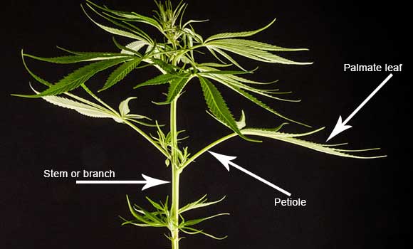 Cannabis is a dicot plant, meaning it has two cotyledons. Hemp Cannabis Plant Anatomy Vermont Pure Cbd