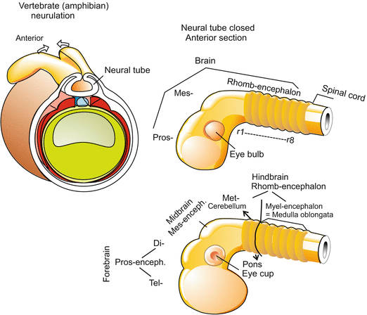 The brain plays a central role in the control of most bodily functions, including awareness, movements, sensations, thoughts, speech, and memory. The Nervous System And Central Sensory Organs Veterian Key