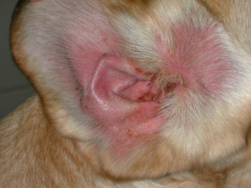 yellow lab ear infection
