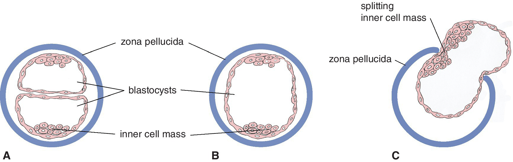 gastrulation-veterian-key