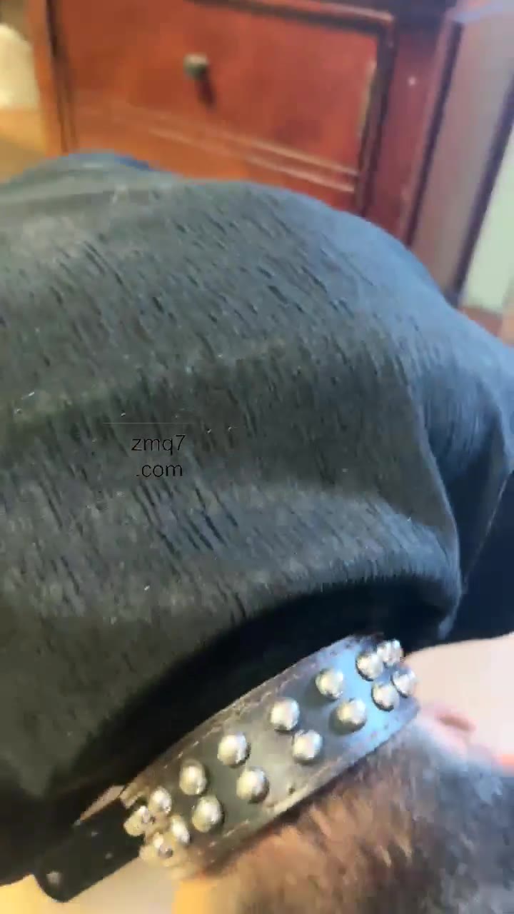 伊晨 新手吃黄金