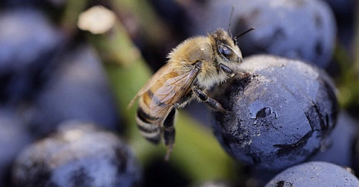 In june 2019, algorand hosted an auction ico and earned over $60,000,000, selling 25,000 tokens at $2.40. 12 Incredible Instagram Photos Of The Fall Wine Harvest