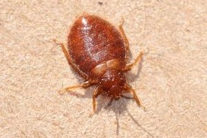 Learn how to find a va hospital near you. Bat Bug Control Bat Bug Exterminator Richmond Va Bat Removal