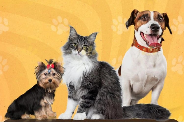 castração cães e gatos