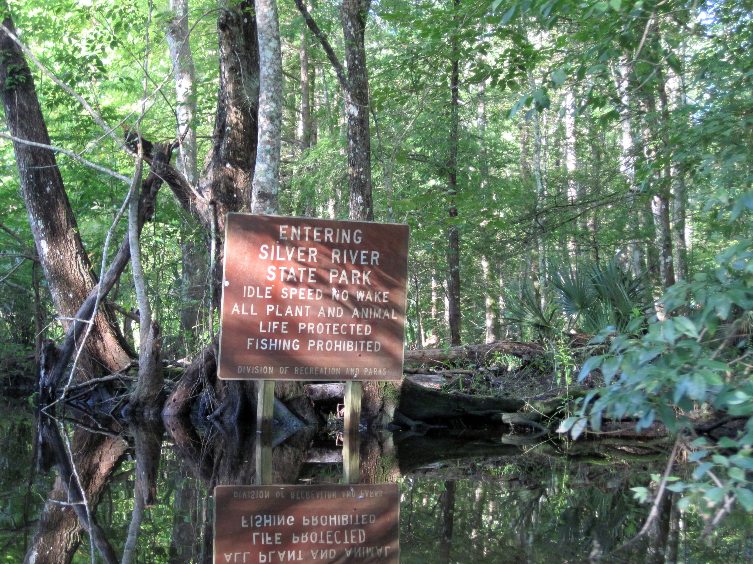 The Problem with Florida’s Feral Monkeys and the Skunk Ape