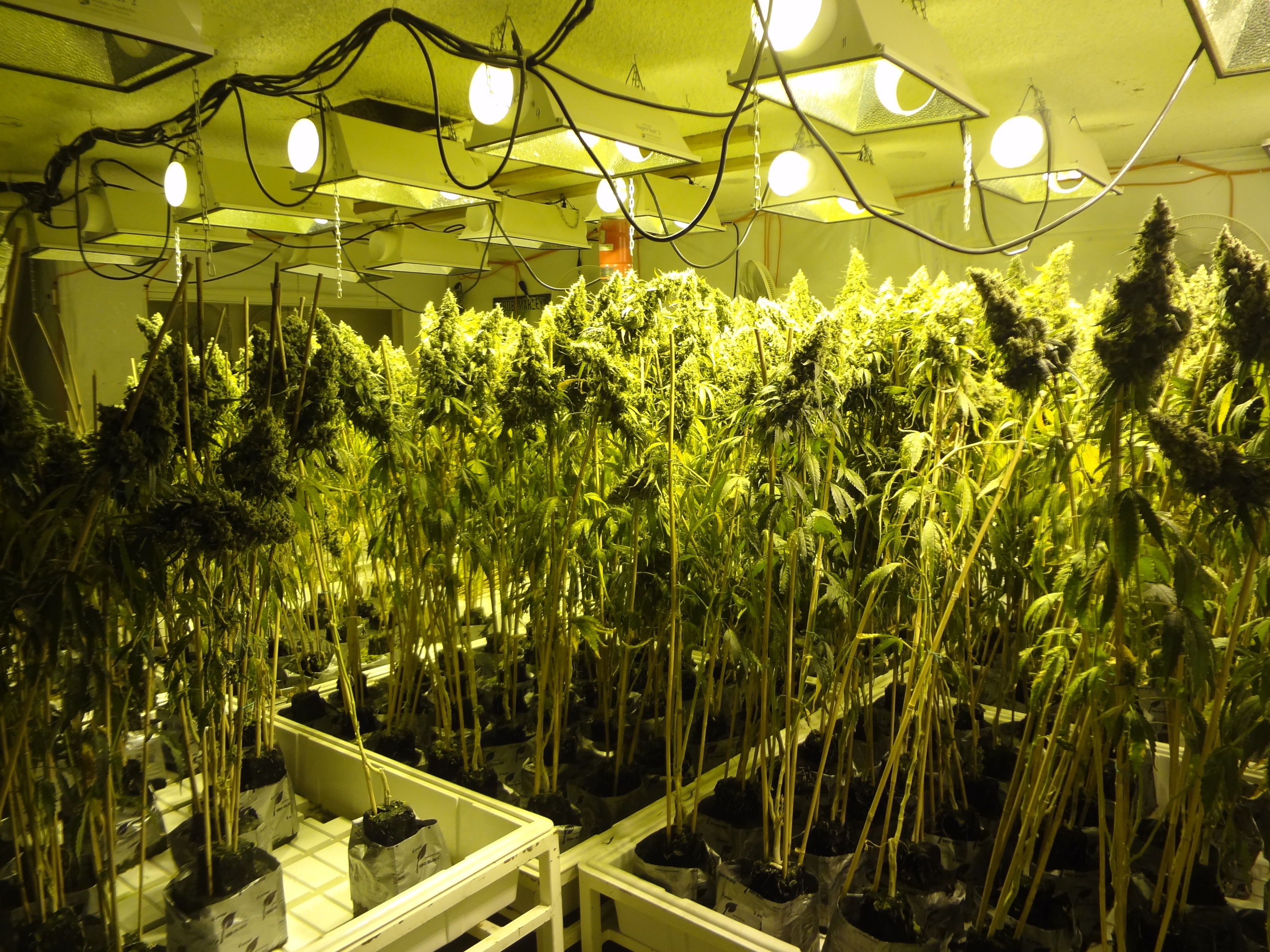 11+ Best Marijuana Bed Set - Aeroponics - Grow Systems : Shop our extensive collection of marijuana bed & bath products. 11+ Best Marijuana Bed Set - Aeroponics - Grow Systems : Shop our extensive collection of marijuana bed & bath products.