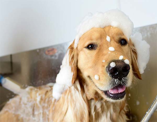Well, if you live in one of the states that allow pet raccoons, that dream could be a reality. Luxury Dog Grooming and Spa in Malvern PA | Wagsworth