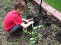 planting planting
