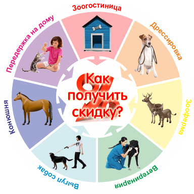 Дрессировка собак команда место. Как научить собаку команде "место"? Основы – начинаем обучение поэтапно