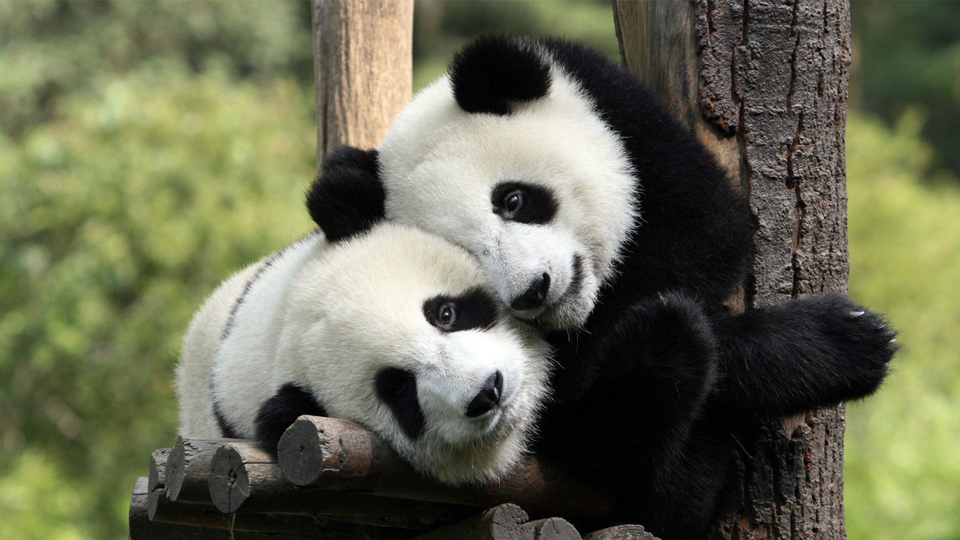 Hd wallpapers and background images Full Hd Animal Wallpapers Wallpapers Smajliji Com