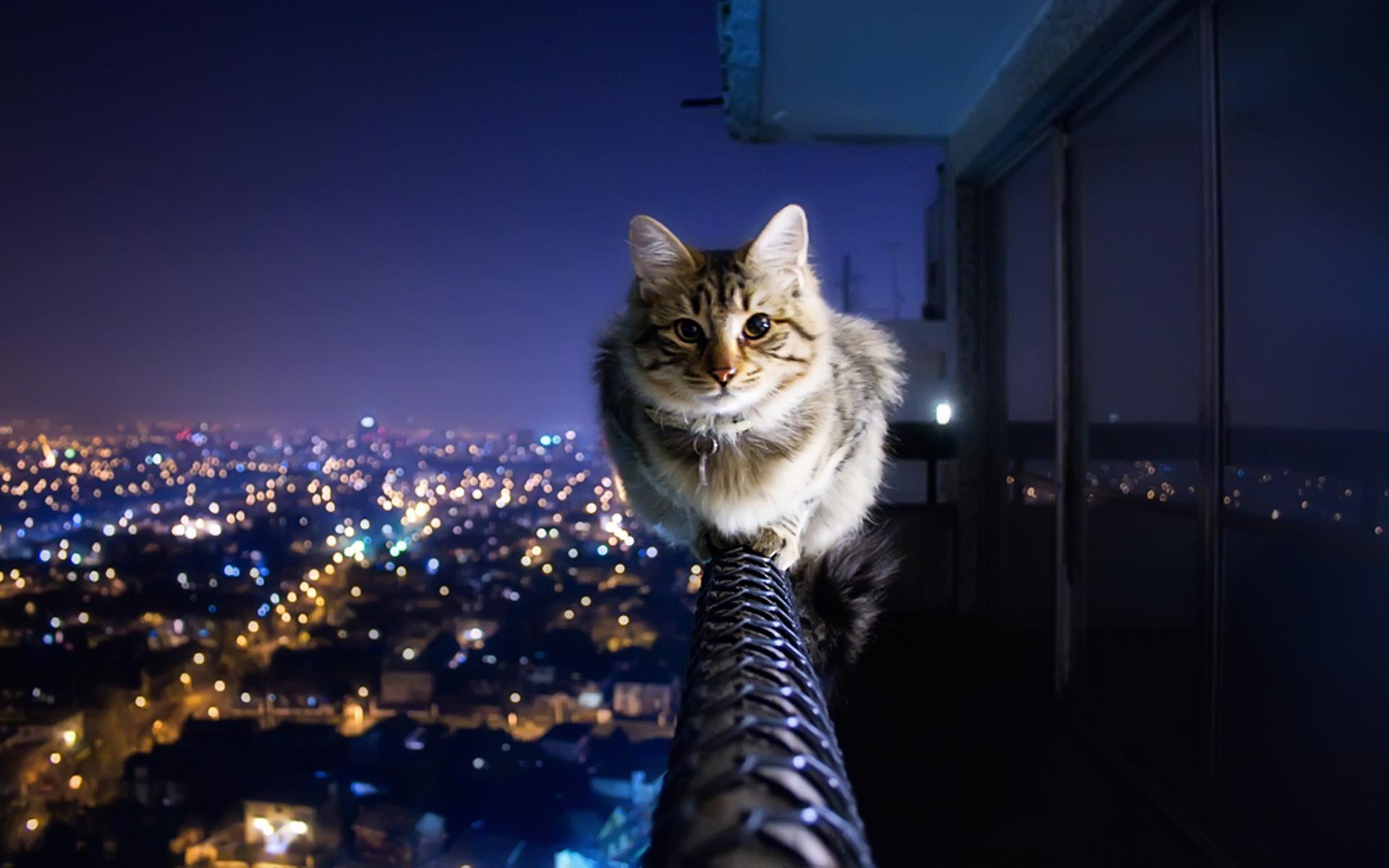Cat, domesticated member of the family felidae, order carnivora, and the smallest member of that family. Cats Wallpapers Top Free Cats Backgrounds Wallpaperaccess