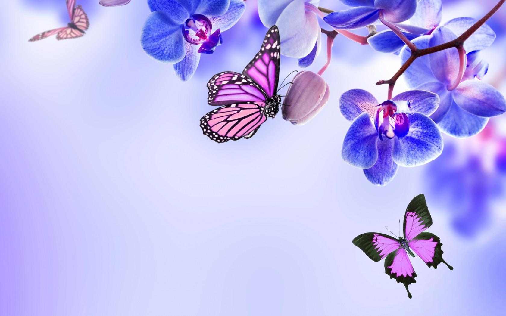 Download best hd, 4k wallpapers for desktop, mobiles, tablets in high quality hd, 1920x1080 full hd, 4k ultra uhd, 5k, 8k suhd popular resolutions. Butterflies Laptop Wallpapers Top Free Butterflies Laptop Backgrounds Wallpaperaccess