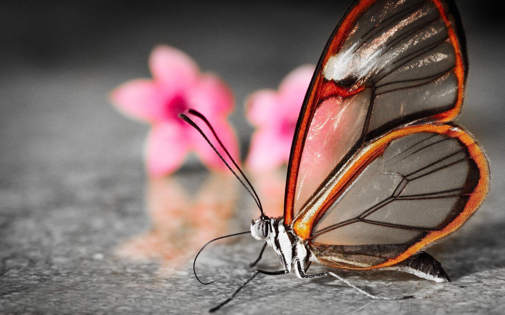 Search more hd transparent butterfly 3d images image on kindpng. 3d Butterfly Wallpapers Top Free 3d Butterfly Backgrounds Wallpaperaccess