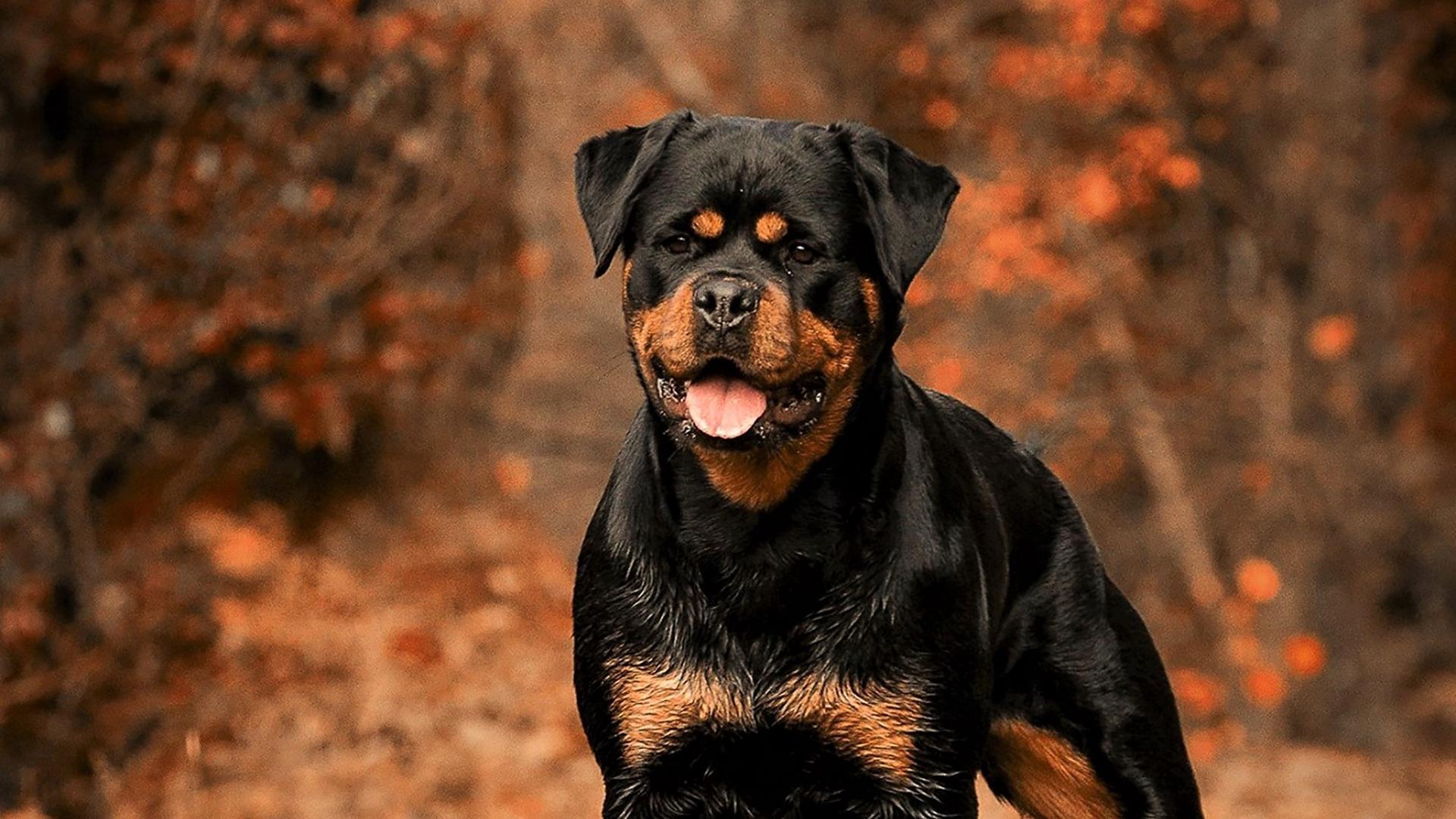 Download pet dog live wallpaper hd: Hd Rottweiler Wallpapers Top Free Hd Rottweiler Backgrounds Wallpaperaccess