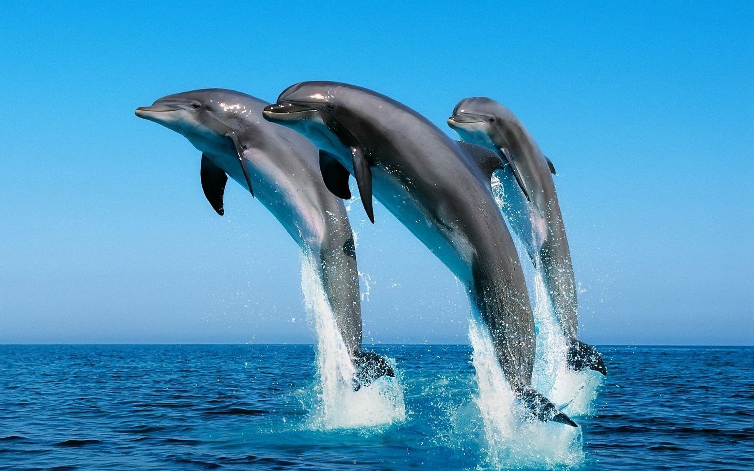 With so many activities to choose from, they seem. Dolphin Wallpapers Top Free Dolphin Backgrounds Wallpaperaccess
