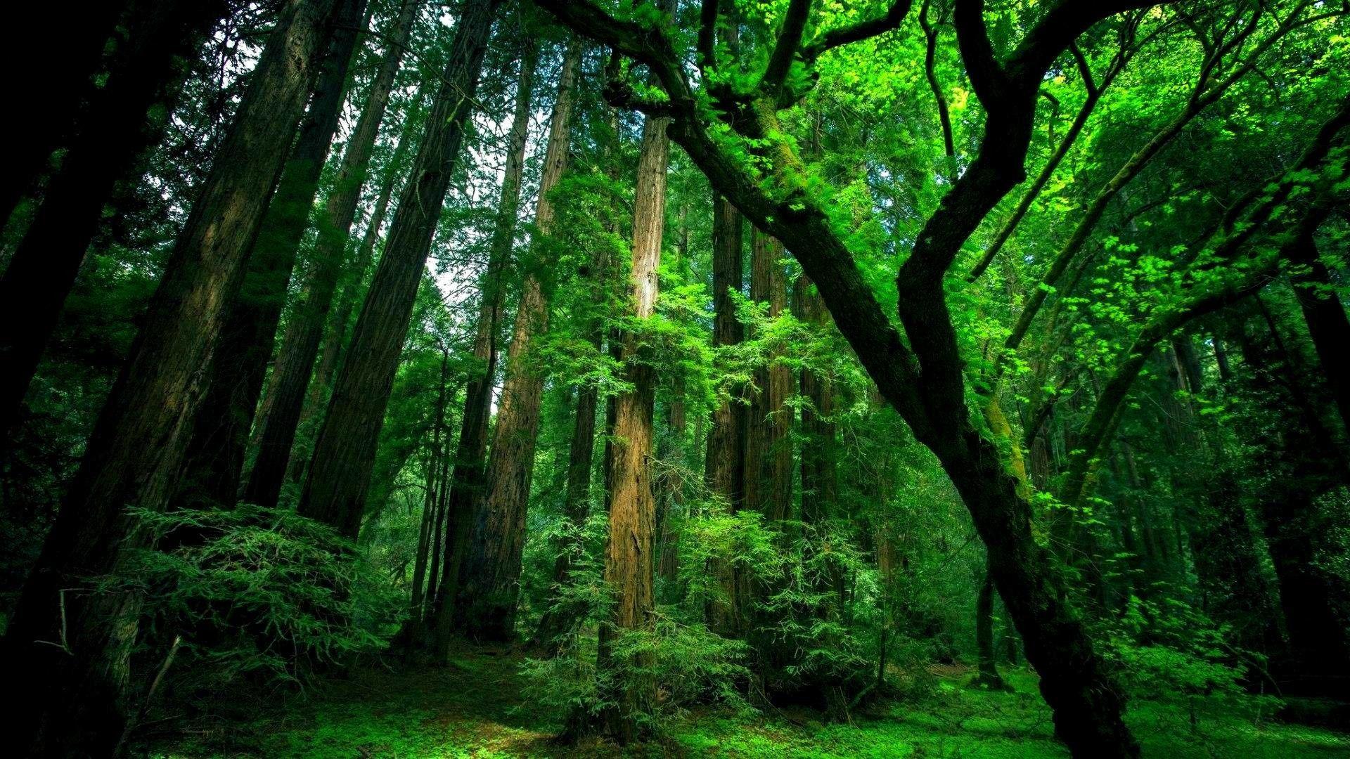 Wallpaper green nature wallpapers for free download. Green Hd Desktop Wallpapers Top Free Green Hd Desktop Backgrounds Wallpaperaccess
