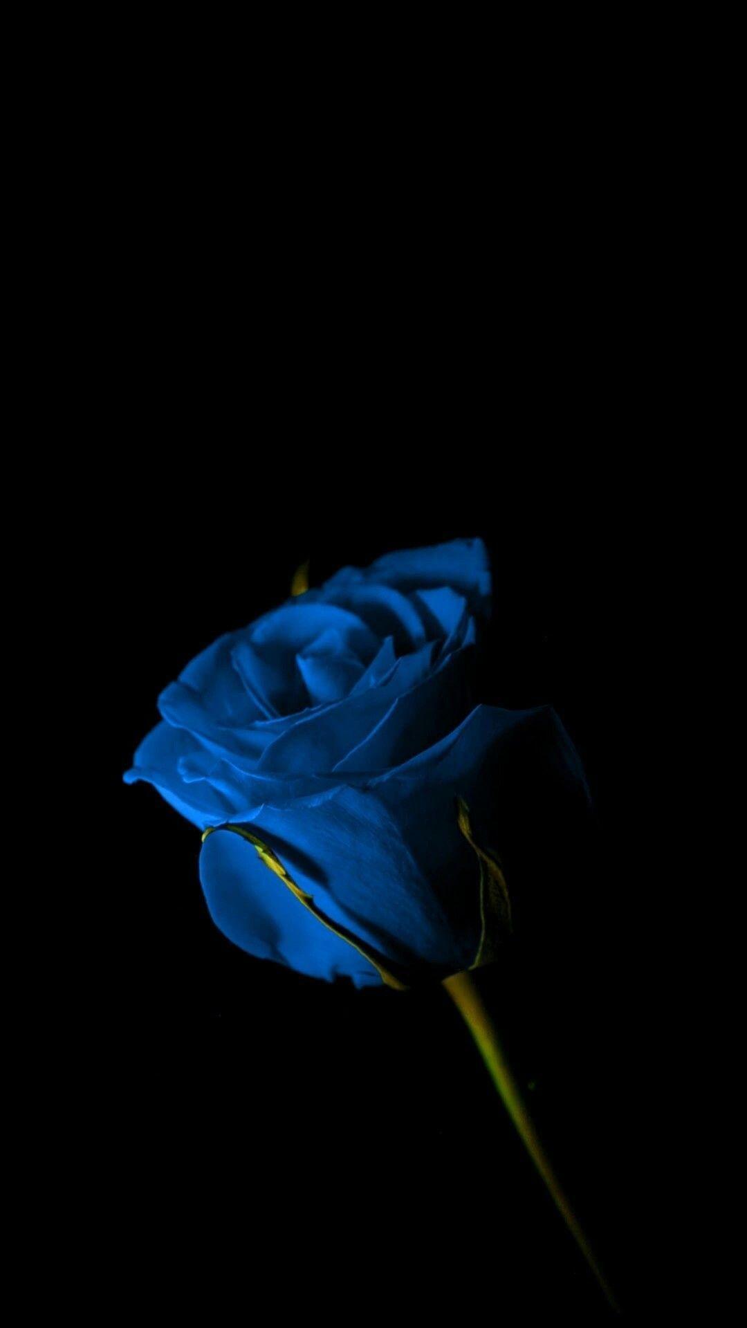 1920x1080 sky blue rose wallpaper. Blue Rose Wallpapers Top Free Blue Rose Backgrounds Wallpaperaccess