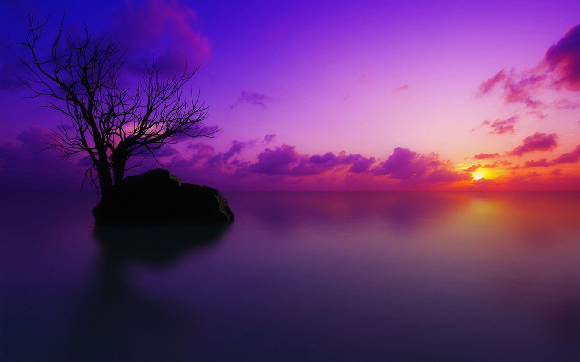 Have you ever spotted a purple fruit or purple animal? Purple Nature Wallpapers Top Free Purple Nature Backgrounds Wallpaperaccess