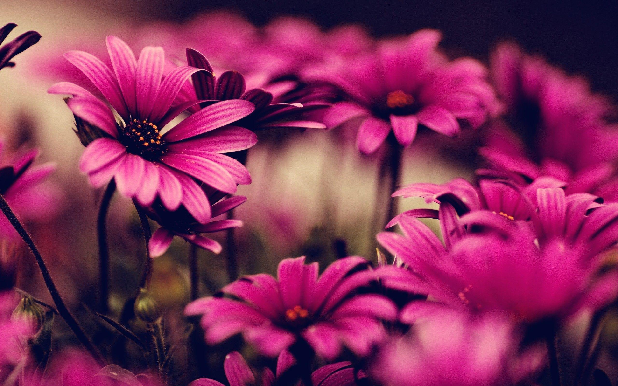 Download for free 75+ floral desktop wallpapers. Pink Flower Computer Wallpapers Top Free Pink Flower Computer Backgrounds Wallpaperaccess