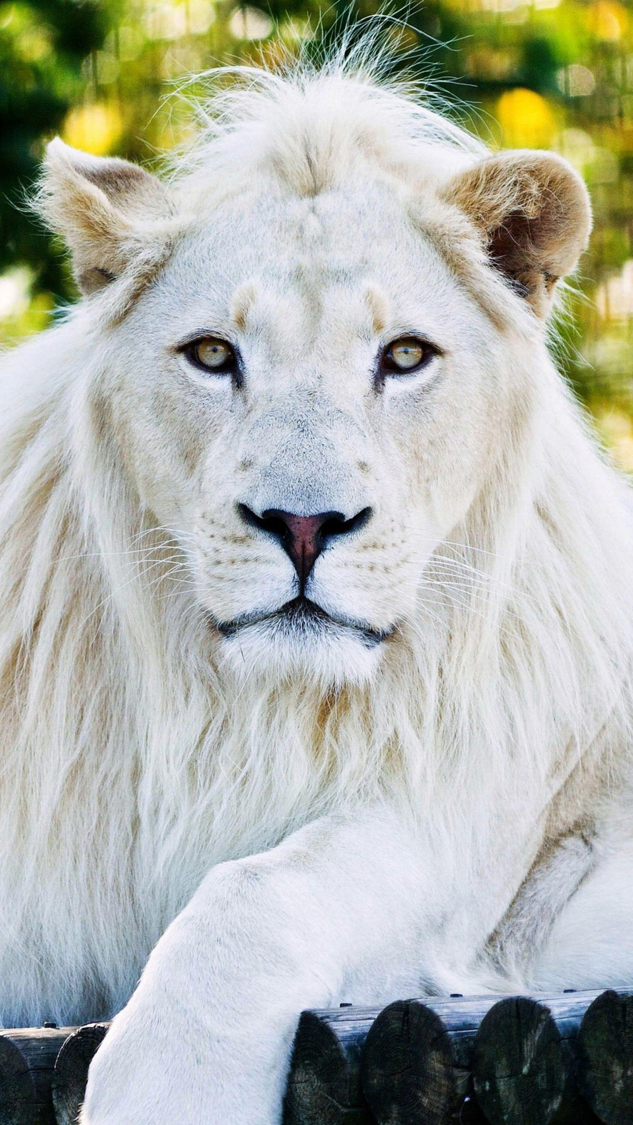 White Lion Wallpapers Top Free White Lion Backgrounds Wallpaperaccess