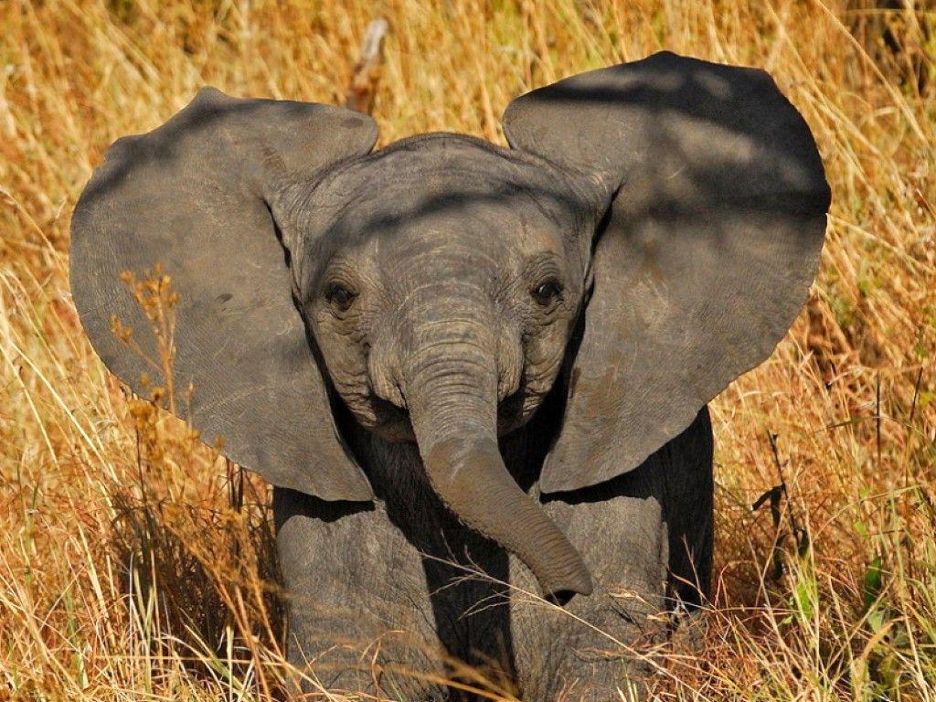Tons of awesome baby elephant wallpapers to download for free. Baby Elephant Wallpapers Top Free Baby Elephant Backgrounds Wallpaperaccess