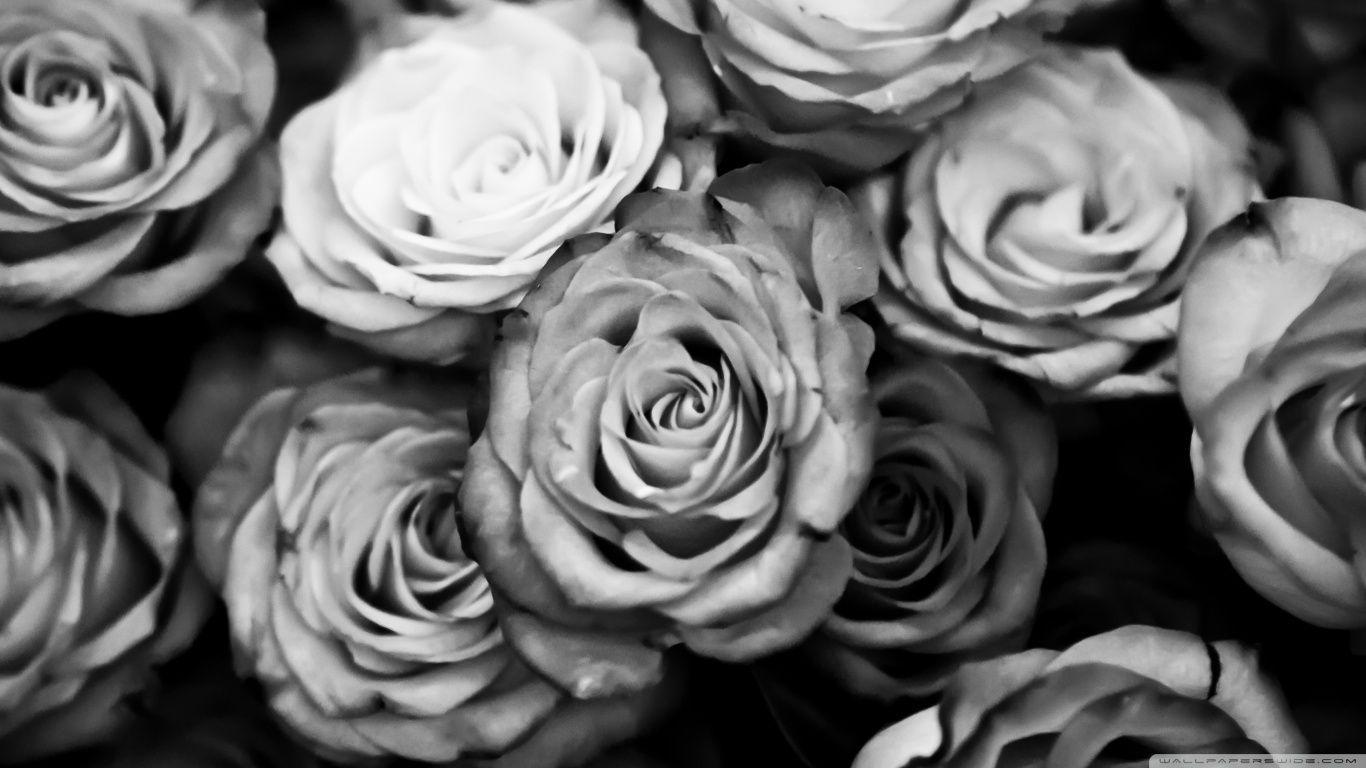 879334 marguerite wild rose wallpaper border black. Black And White Rose Wallpapers Top Free Black And White Rose Backgrounds Wallpaperaccess