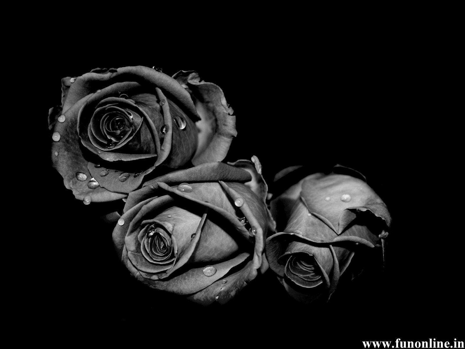 Secure shopping ✓ free delivery ✓. Black And White Rose Wallpapers Top Free Black And White Rose Backgrounds Wallpaperaccess