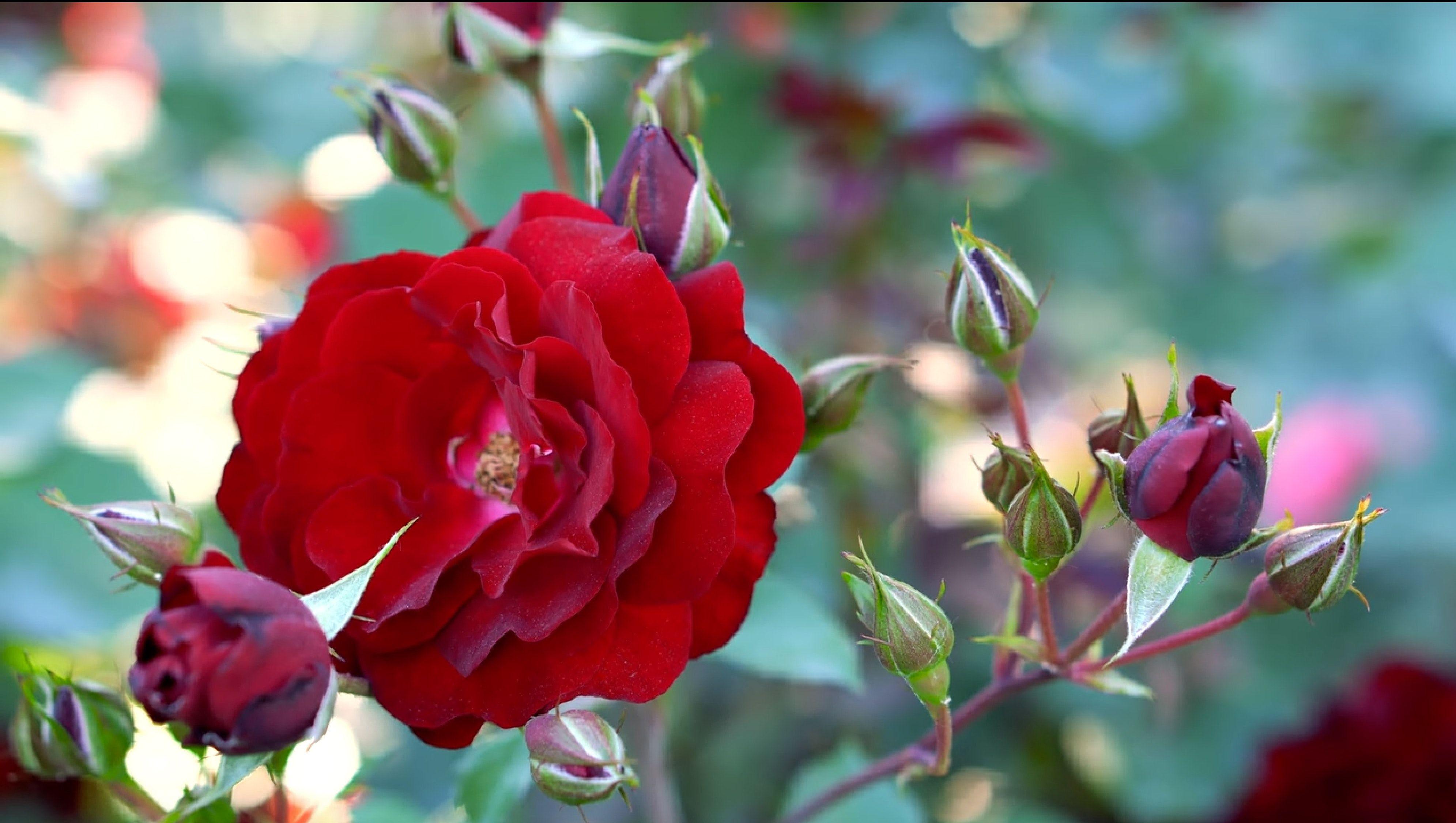 Love flower lovely flowers background wallpaper beautiful blue flowers hd . Beautiful Flower Hd Wallpapers Top Free Beautiful Flower Hd Backgrounds Wallpaperaccess