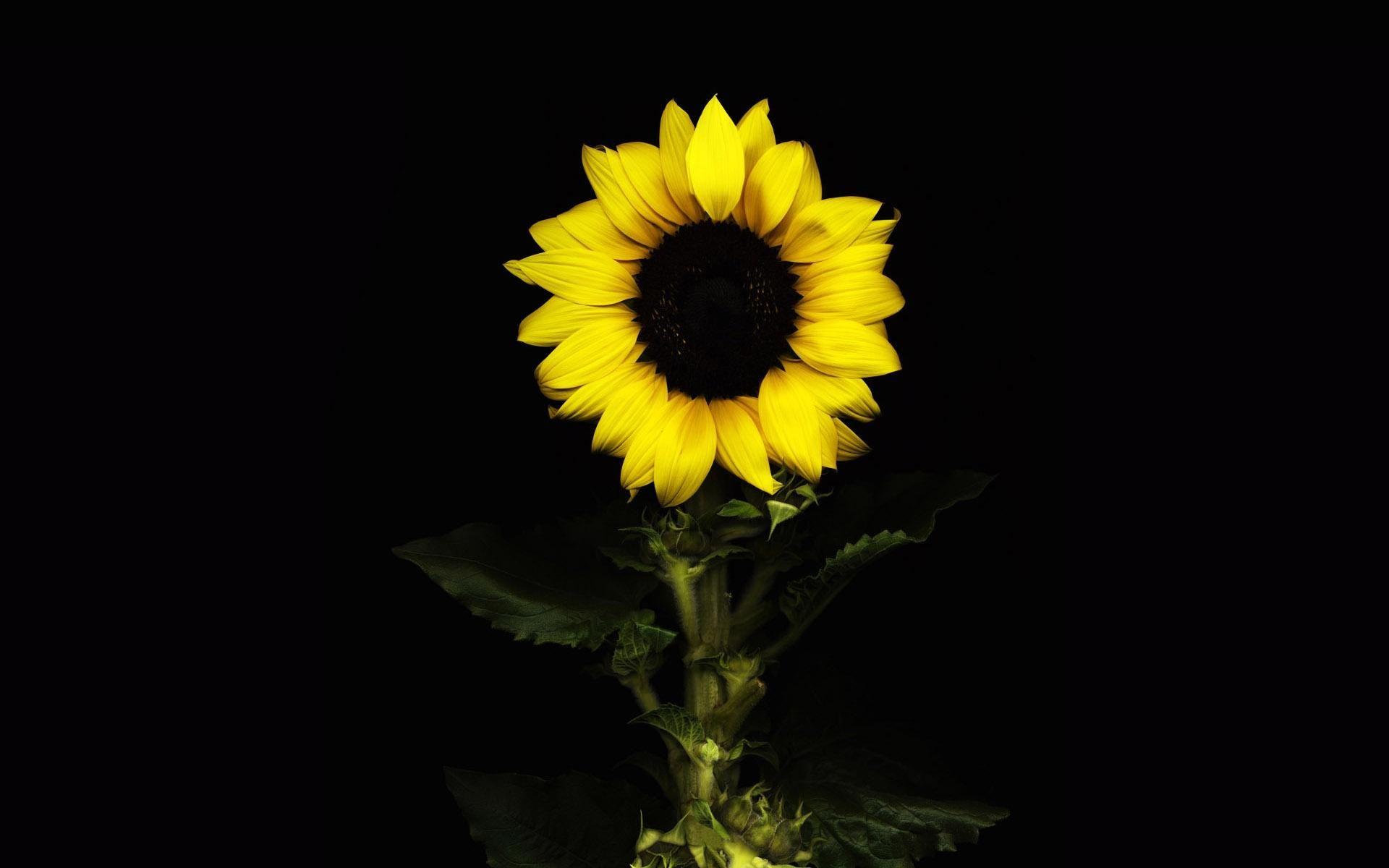 Yellow flower petal with black background hd wallpaper | wallpaper flare · download wallpaper flower, yellow, . Black Sunflower Wallpapers Top Free Black Sunflower Backgrounds Wallpaperaccess