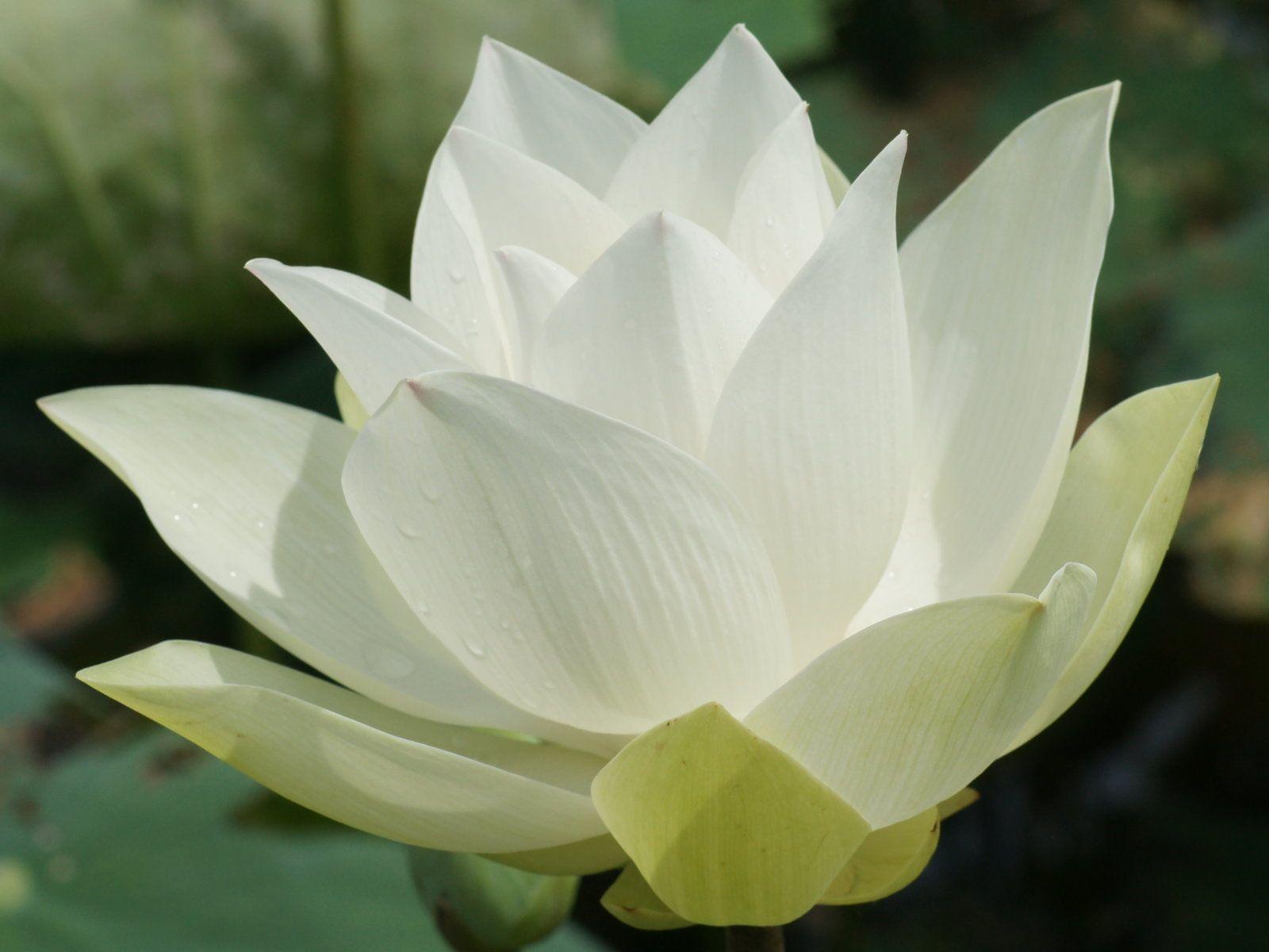 5/10 i loved big little lies. White Lotus Wallpapers Top Free White Lotus Backgrounds Wallpaperaccess