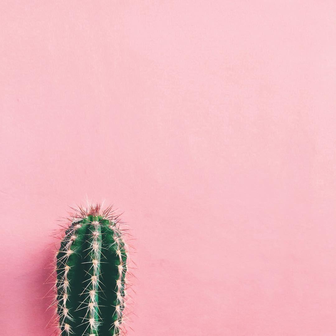 I feel like a pink pot is perfect for any cactus? Pink Cactus Wallpapers Top Free Pink Cactus Backgrounds Wallpaperaccess