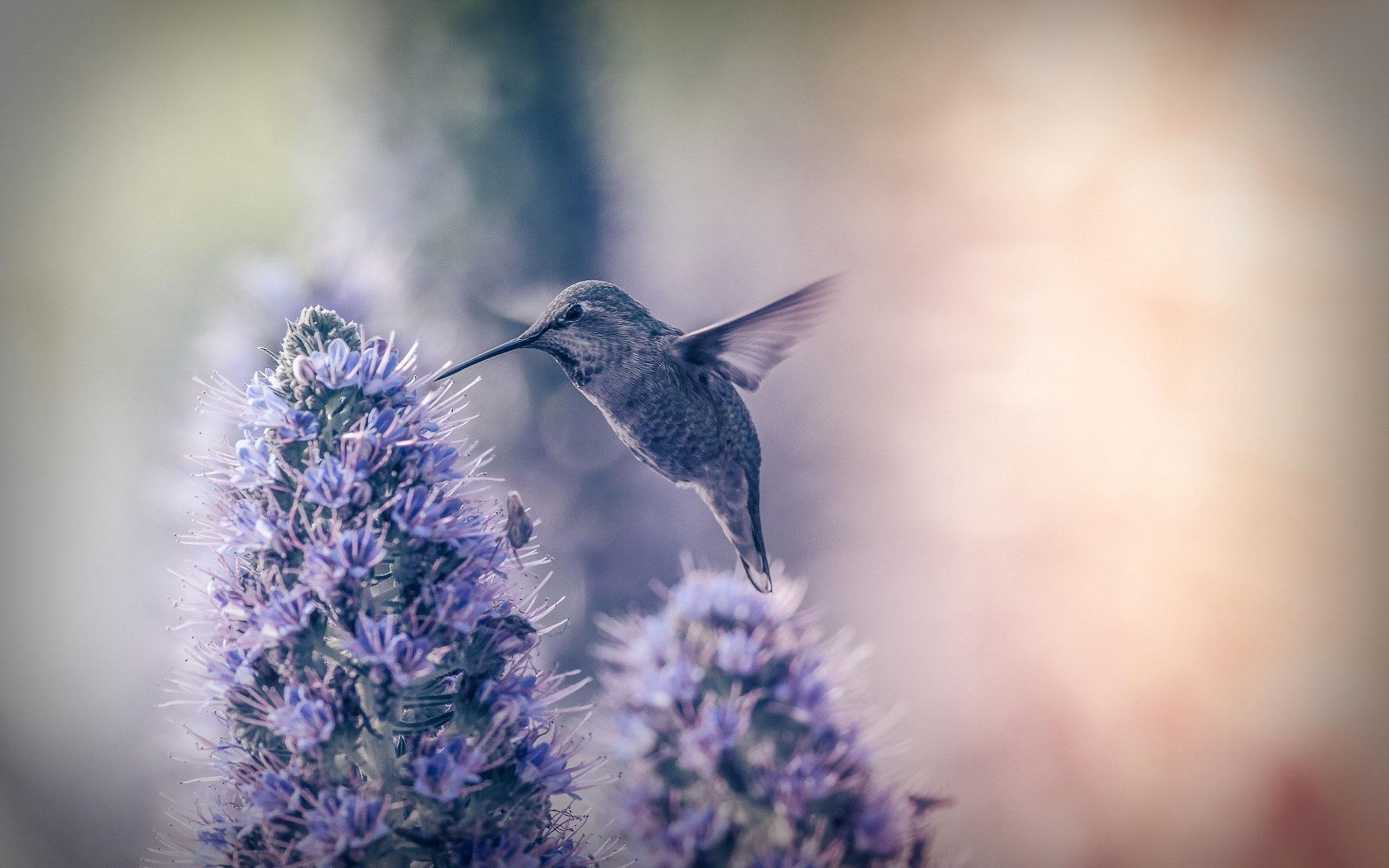 As necessary as it was to postpone maison & objet and paris déco off until the spring, a lot of hearts were broken. Hummingbirds Wallpapers Top Free Hummingbirds Backgrounds Wallpaperaccess