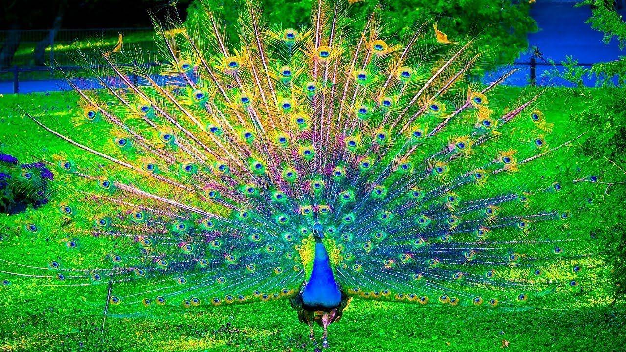 We've gathered up 15 awesome illustrations from the likes of tom jay, steven bonner and jessica walsh for you to enjoy on your iphone. Peacock Wallpapers Top Free Peacock Backgrounds Wallpaperaccess