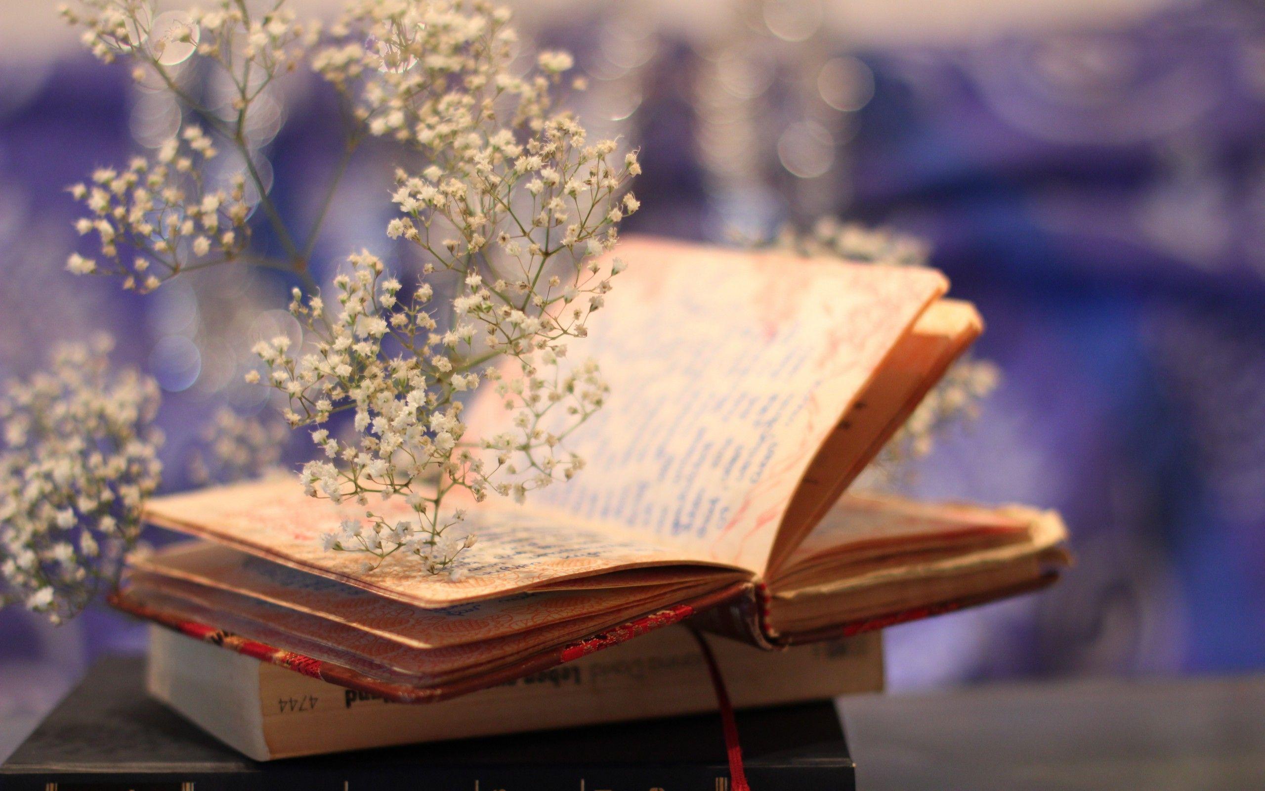 Perfect for your desktop pc, phone, laptop, . Book Wallpapers Top Free Book Backgrounds Wallpaperaccess