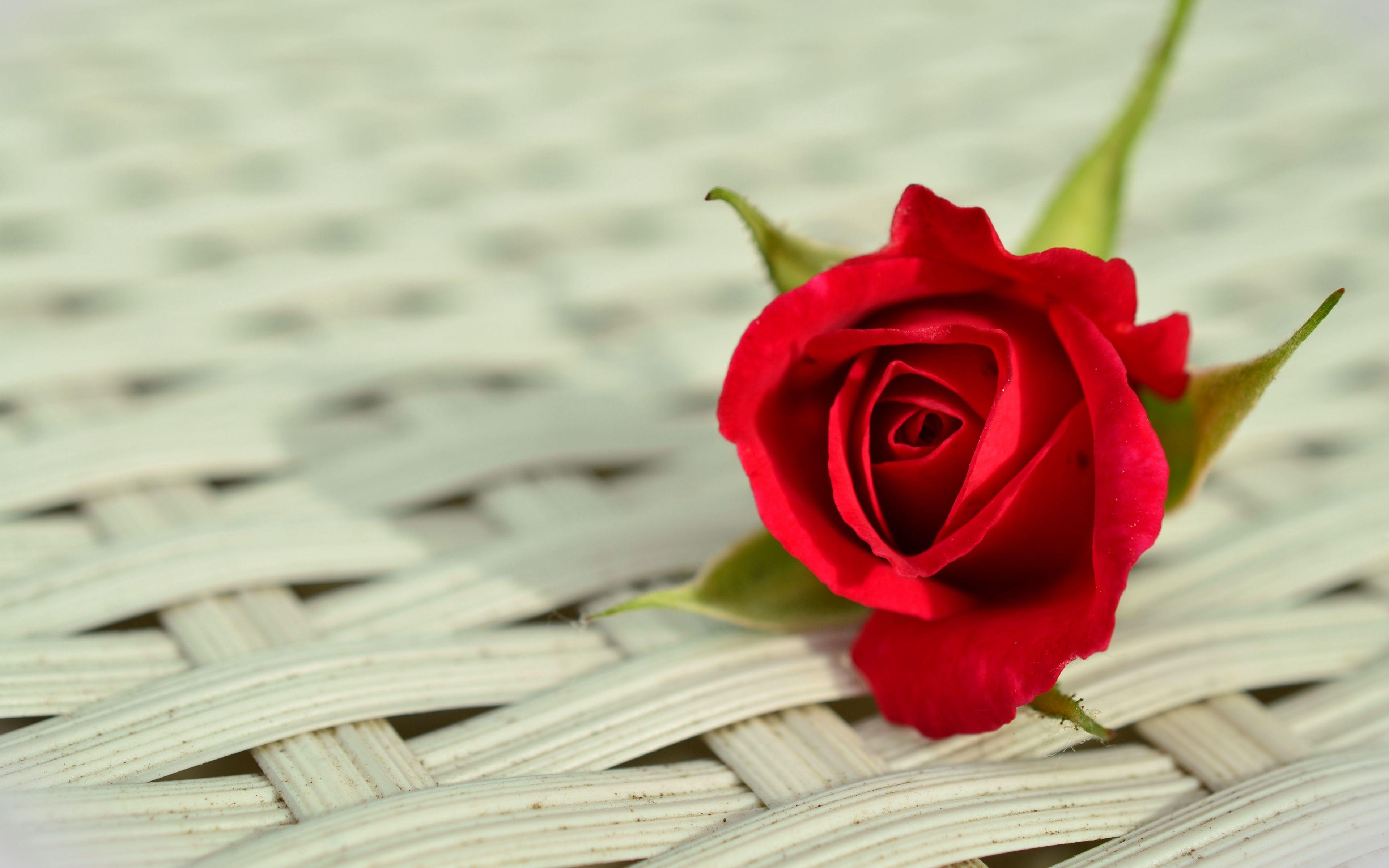 Download for free 65+ rose flowers hd wallpapers. 4k Ultra Hd Rose Wallpapers Top Free 4k Ultra Hd Rose Backgrounds Wallpaperaccess