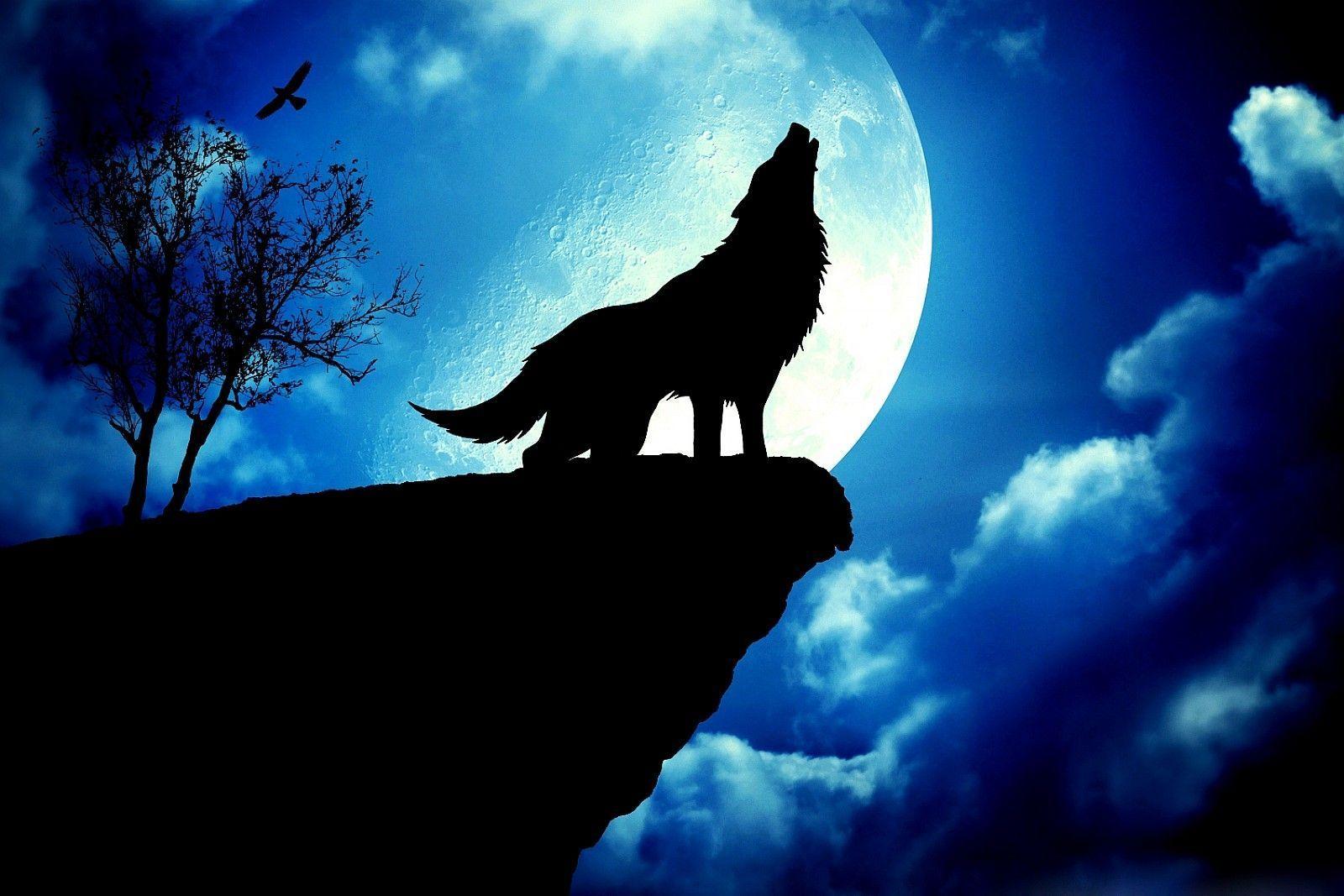 There are 65 cool blue wolf wallpapers . Blue Wolf Wallpapers Top Free Blue Wolf Backgrounds Wallpaperaccess