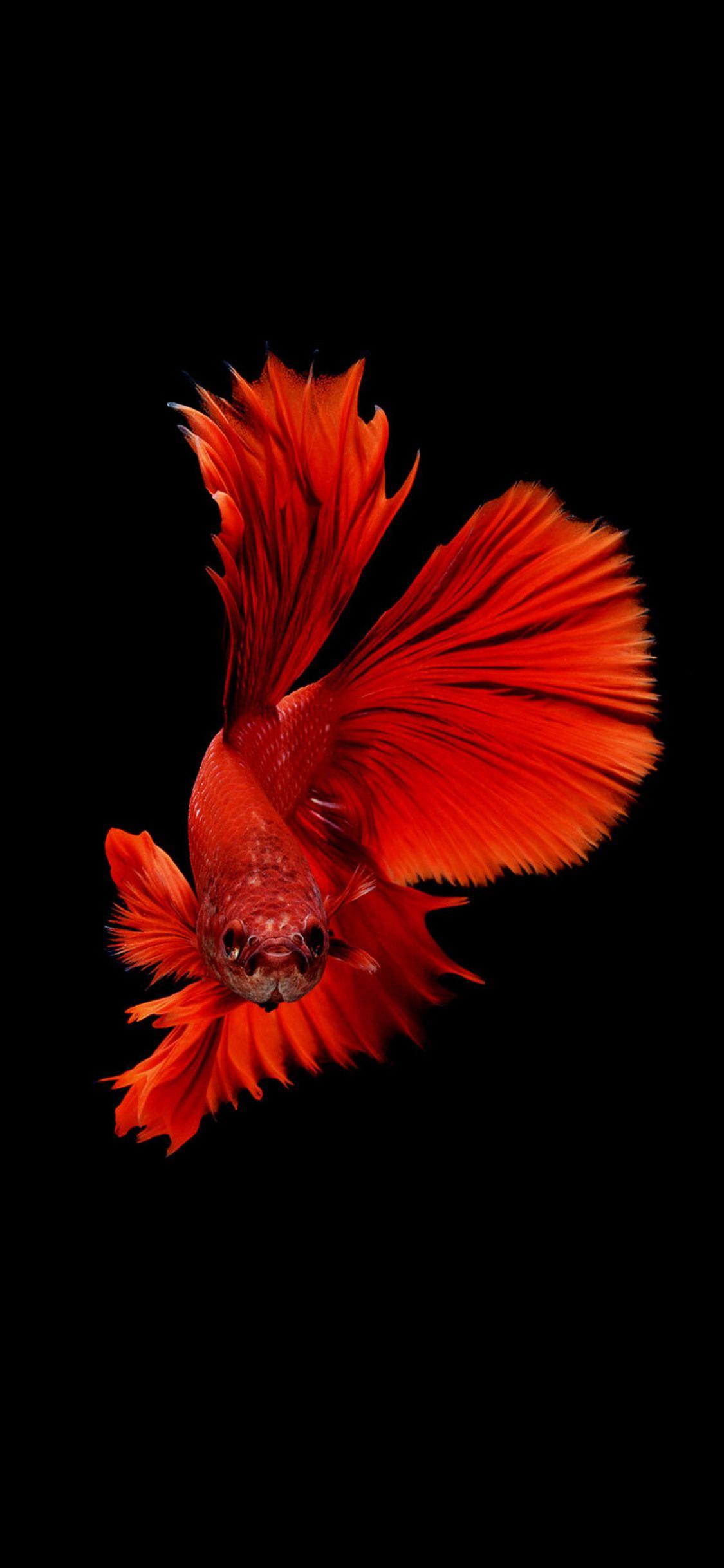 So there is a potential c … Betta Fish Wallpapers Top Free Betta Fish Backgrounds Wallpaperaccess