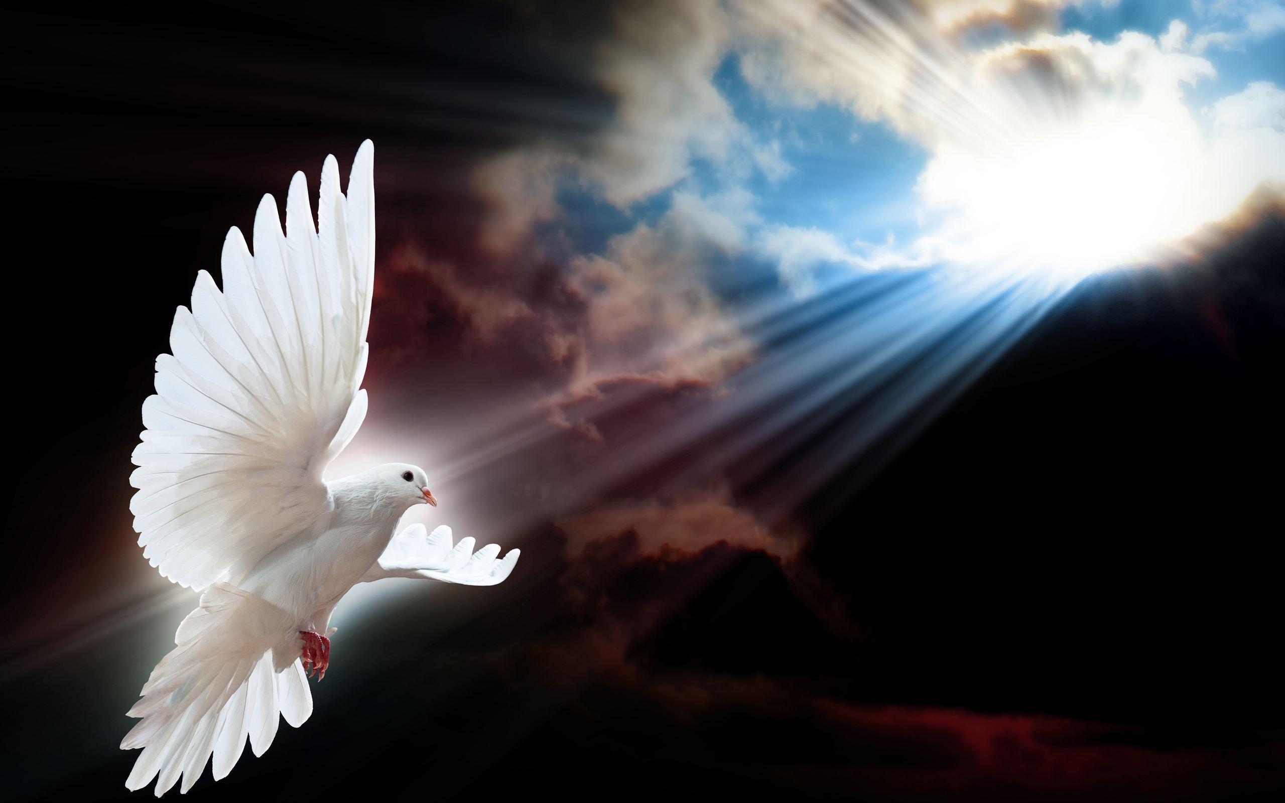 Black dove stock photos and images. White Dove Wallpapers Top Free White Dove Backgrounds Wallpaperaccess