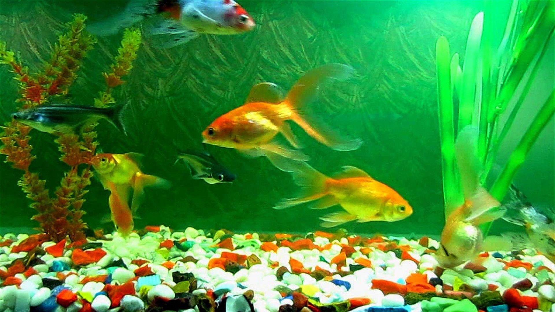 Cartoon Aquarium Wallpapers Top Free Cartoon Aquarium Backgrounds Wallpaperaccess